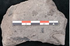 Foto (Detailansicht) von Dryandra comptoniaefolia Ettingshausen (NHMW-GEO-2024-0188-10185)
